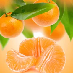 Nature's Garden Tangerine Dreams Fragrance Oil Best