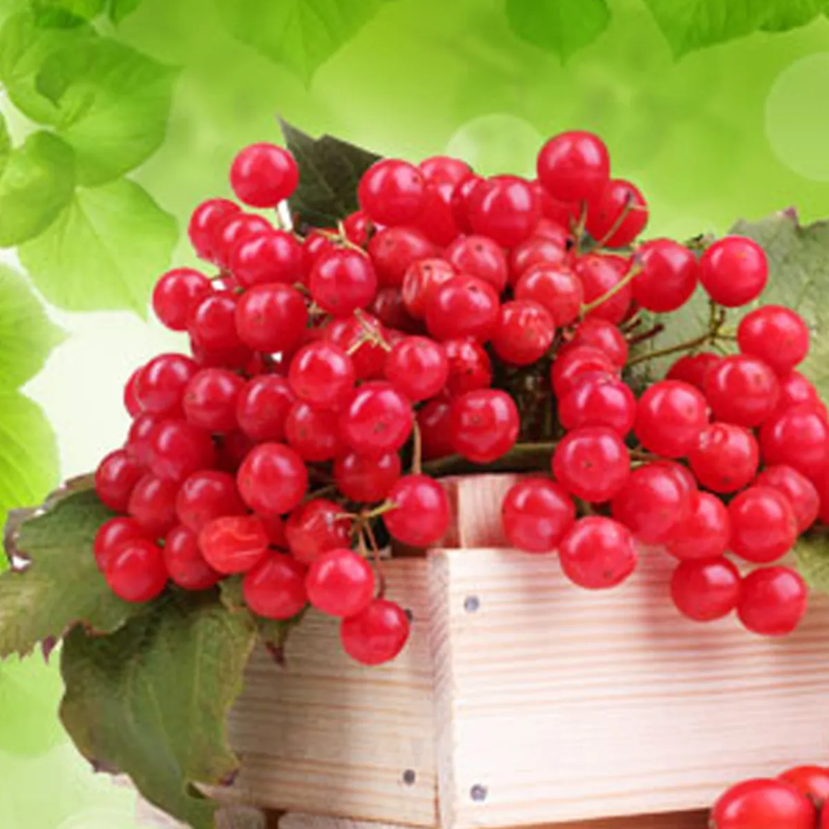 Nature's Garden Teaberry Fragrance Oil Online