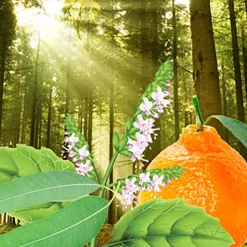 Nature's Garden Twilight in the Woods Fragrance Oil Discount