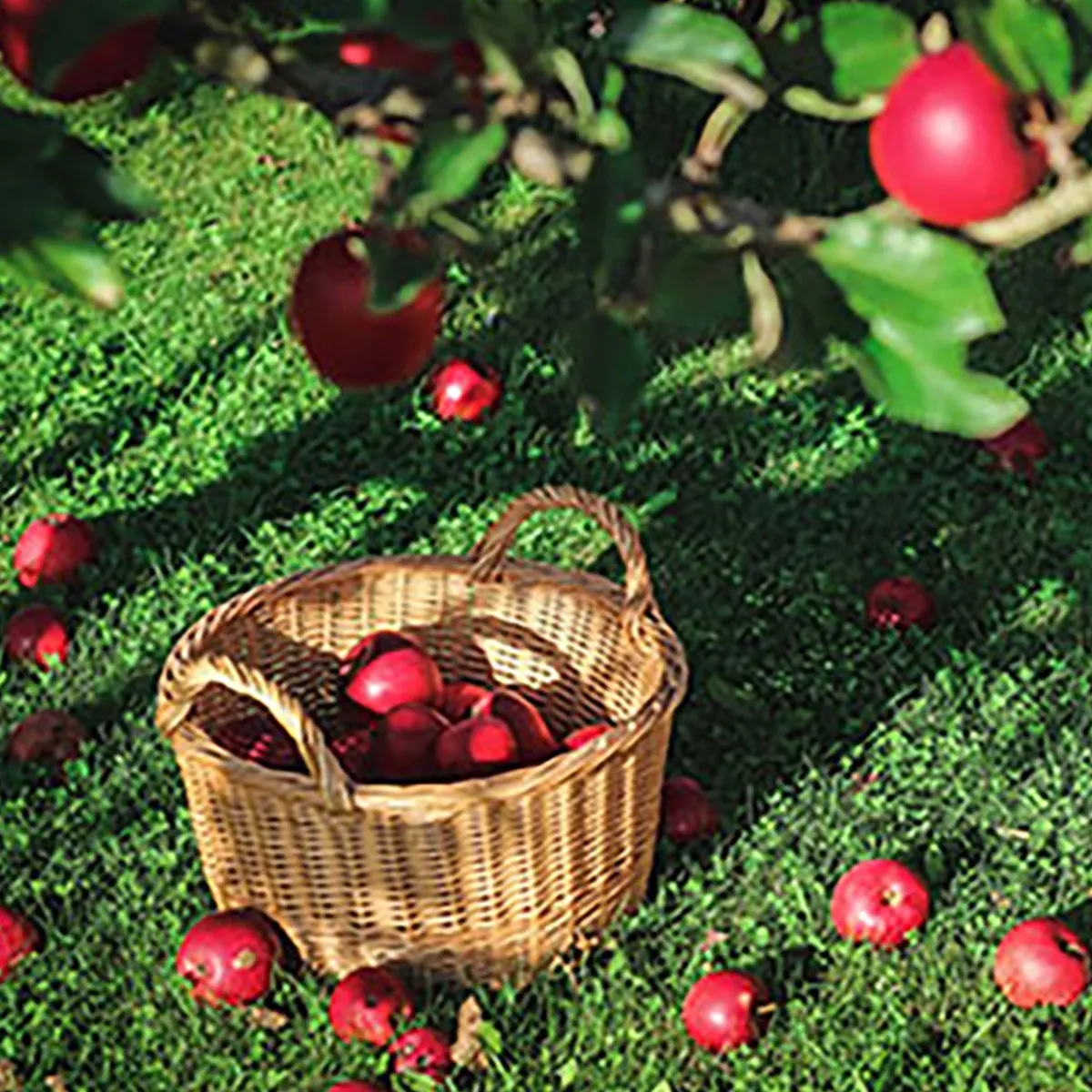 Nature's Garden Under the Apple Tree Fragrance Oil