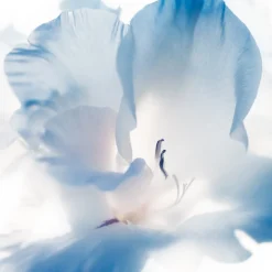 Nature's Garden Vanilla Cotton Fragrance Oil Clearance