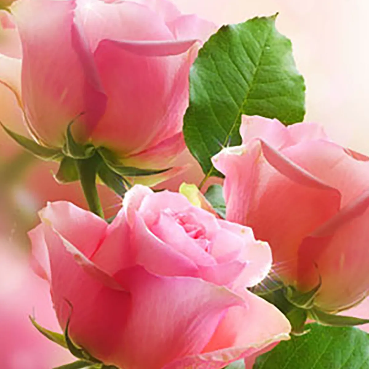 Nature's Garden Victorian Rose Fragrance Oil Online