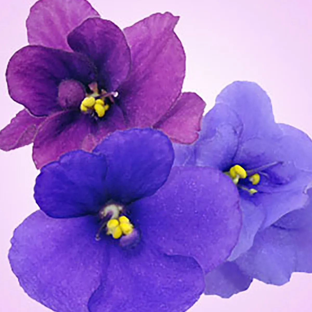 Nature's Garden Violet Fragrance Oil Discount