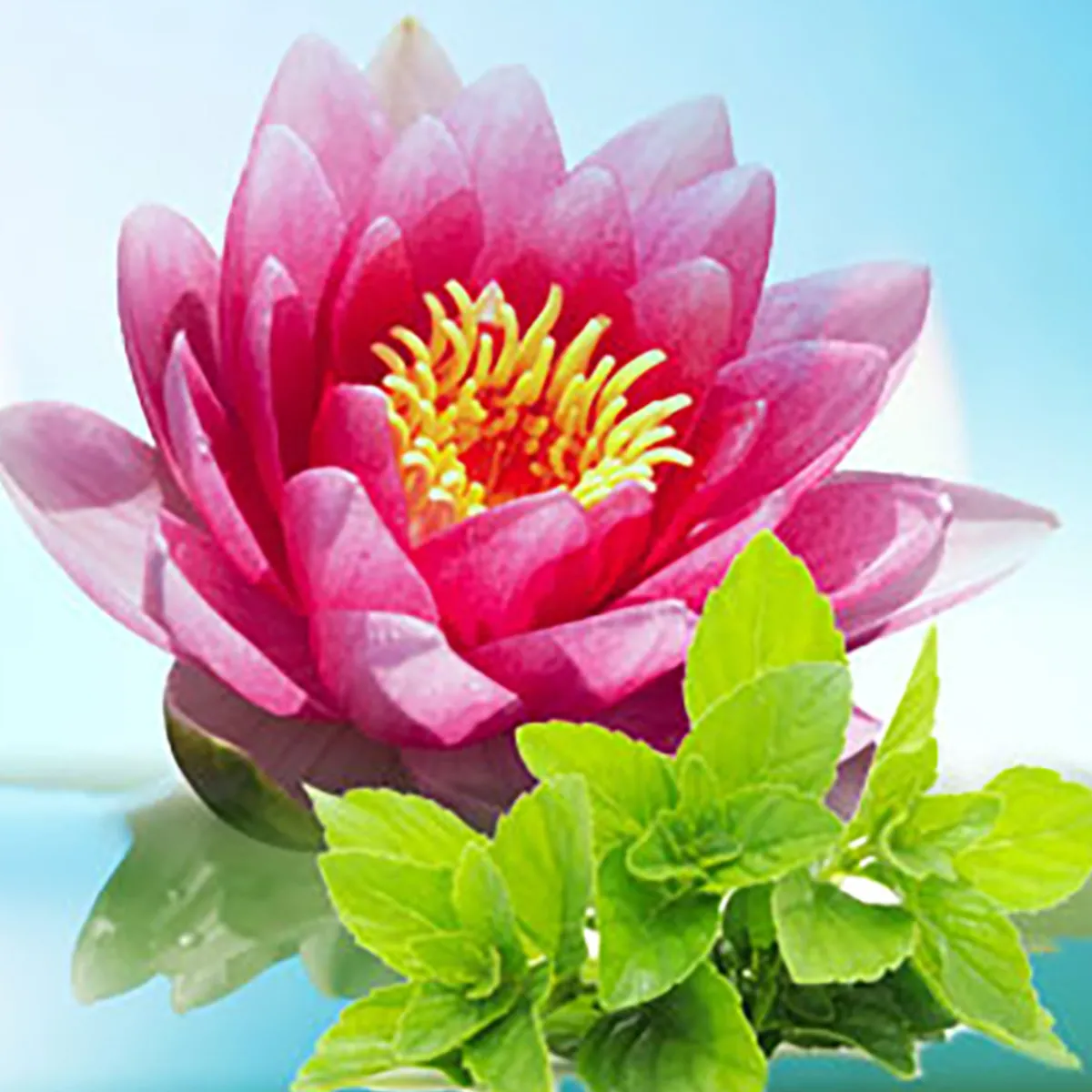Nature's Garden Waterlily Fresh Mint Fragrance Oil Online