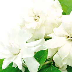 Nature's Garden White Gardenia Fragrance Oil New