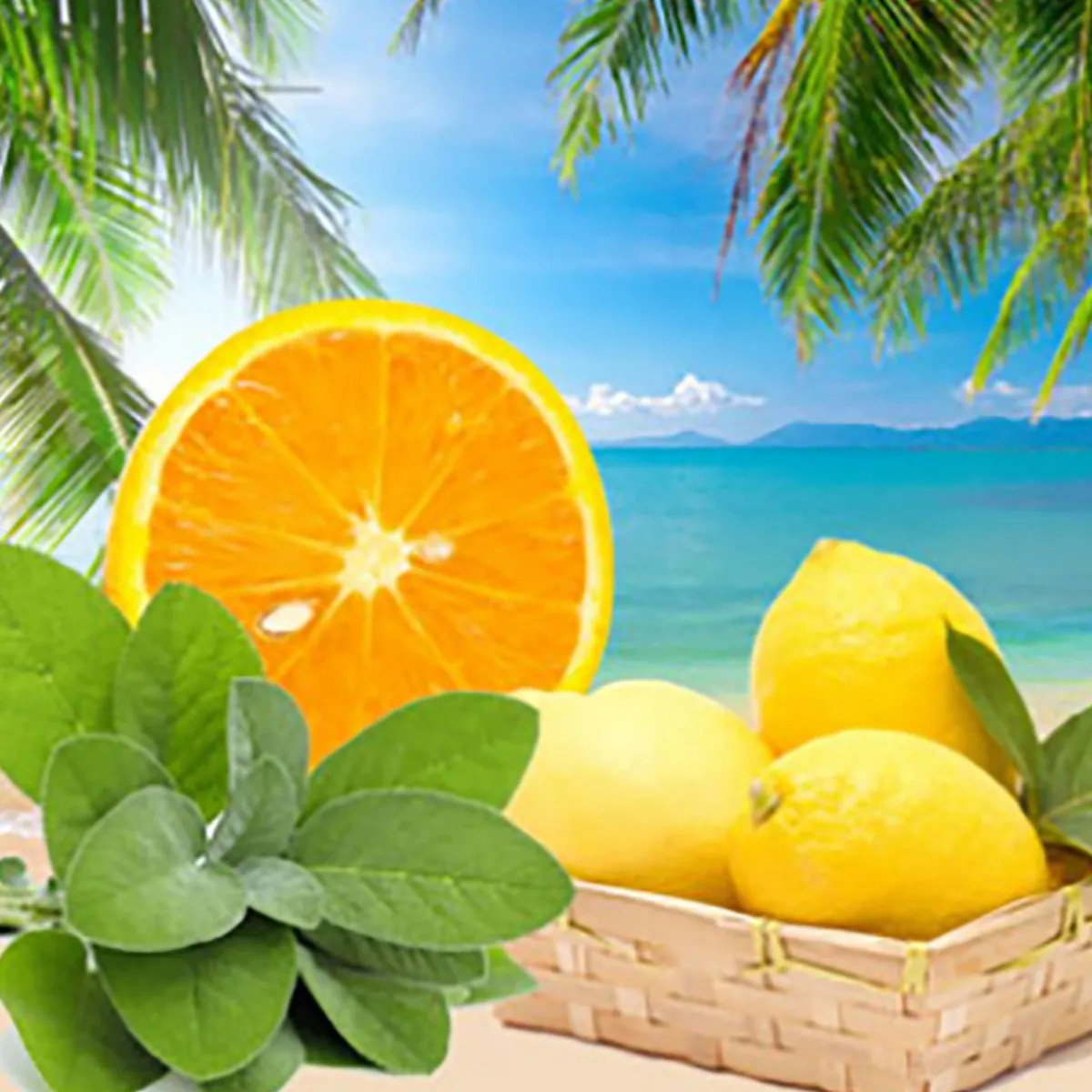 Nature's Garden White Sage & Sea Salt Fragrance Oil Hot