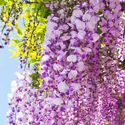 Nature's Garden Wisteria Fragrance Oil Discount